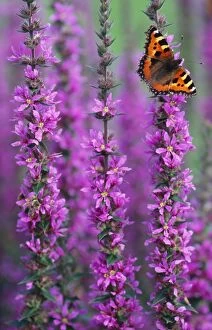 UK Wildlife Collection: Small Tortoiseshell Butterfly - resting on Purple-loosestrife