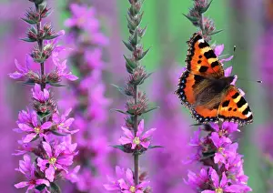 Drinking Prints: Small Tortoiseshell Butterfly - resting on Purple-loosestrife