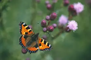 Thistles Prints: Small Tortoiseshell Butterfly - resting on thistle