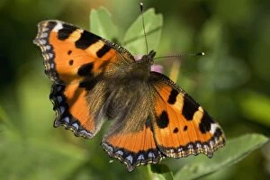 Images Dated 30th May 2011: Small Tortoiseshell Butterfly - sucking nectar in summer