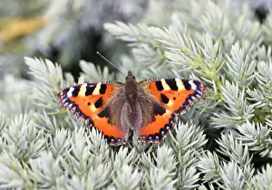 Small Tortoiseshell Butterfly - Wings open basking on juniper Bedfordshire UK