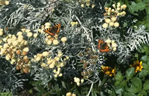 Tortoiseshells Prints: Small Tortoiseshell - on senecio