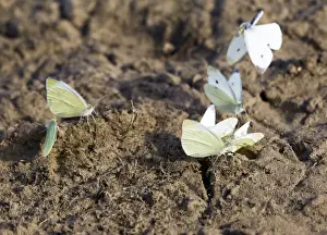 Whites Prints: Small White Butterfly - group taking minerals from mud - Bedfordshire UK 12184