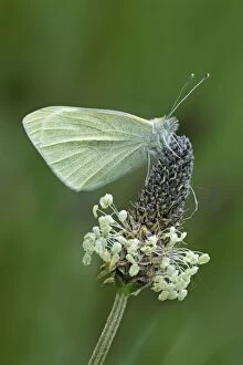 Small White Butterfly - resting on wild flower - May