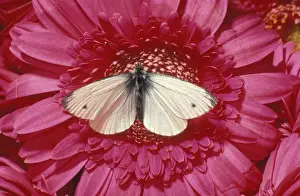 Small White Butterfly UK
