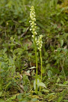 Images Dated 16th July 2006: Small white orchid