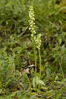 Symbiotic Prints: Small white orchid (Pseudorchis albida = Leucorchis albida). Scotland