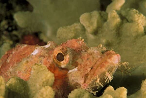 Smallscale scorpionfish, or scorpaenopsis