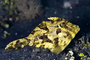 File Fishes Prints: Smallspotted Leatherjacket / Strap-weed File-fish - Indonesia