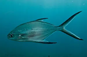 Pelagic Prints: Smallspotted Pompano - Indonesia