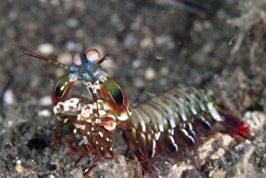 Images Dated 27th September 2013: Smashing Mantis Shrimp