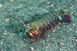 Smashing Mantis Shrimp - on black sand - Jari Jari