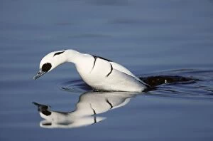 Smew - diving for food