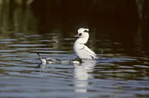 Smew - drake displaying to female Norfolk, UK BI005061