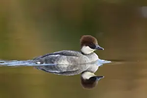 Smew Prints: Smew - female - winter - UK