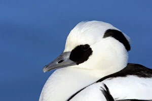 Images Dated 6th February 2014: Smew - Head Shot