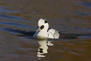 Smew Prints: Smew Mergellus albellus WWT Martin Mere Lanacashire, UK BI013196