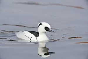 Images Dated 16th April 2009: Smew