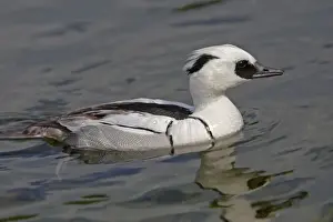 Smew Prints: Smew. Pensthorpe - Norfolk - UK