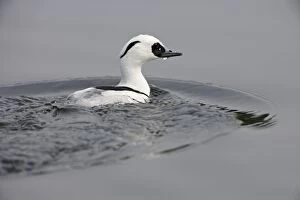 Smew - surfacing from water
