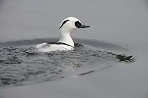 Smew Prints: Smew - surfacing from water - Norfolk - UK 007240