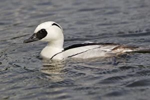 Images Dated 19th June 2009: Smew - in water