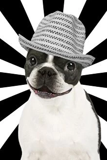 Smiling Boston Terrier dog with black and white hat & background