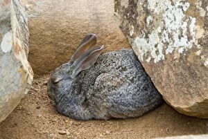Smiths Red Rock Rabbit - resting up amongst boulders during day