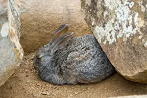 In Shade Prints: Smith's Red Rock Rabbit resting up amongst boulders during day