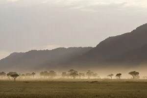 Images Dated 3rd October 2005: Smoke in Acacias at sunset - Masai Mara Triangle - Kenya