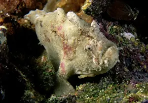 Anglerfishes Prints: Smooth anglerfish. Edithburgh, Yorke Peninsula, South Australia TED00137