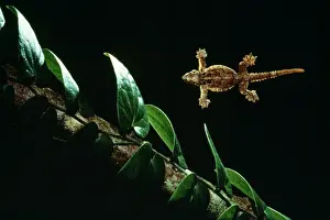 Borneo Prints: Smooth-backed / Gliding / Parachute / Flying Gecko Borneo