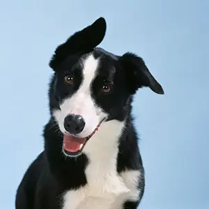 Smooth Collie Dog