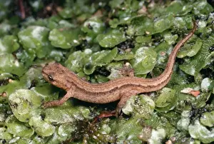 Marsh Prints: Smooth / Common Newt - young on liveworts UK