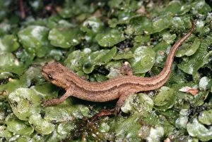 Smooth / Common NEWT - young newt on liverwort