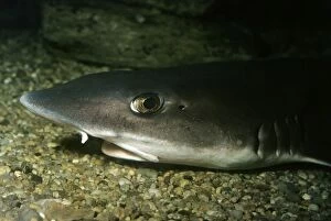 Images Dated 20th August 2011: Smooth Dog Fish