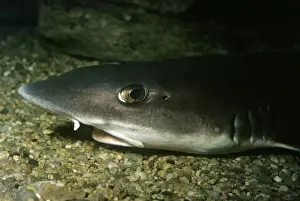 Dogfishes Prints: Smooth Dog Fish