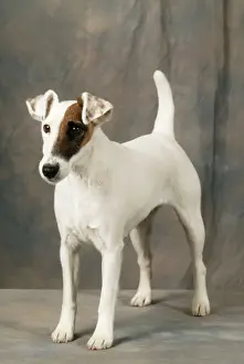 Smooth Fox Terrier Dog