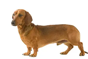 Teckels Prints: Smooth-haired Dachshund