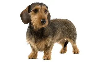 Teckels Prints: Smooth-haired Dachshund