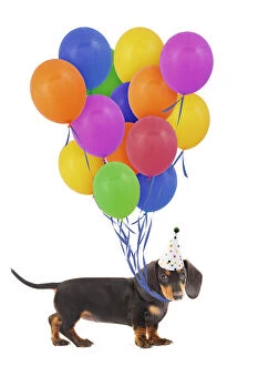 Birthdays Gallery: Smooth-haired Dachshund / Teckel Also known as
