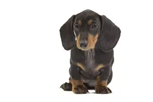 Smooth Haired Prints: Smooth-haired Dachshund / Teckel - puppy in studio. Also know as Doxie / Doxies in the US