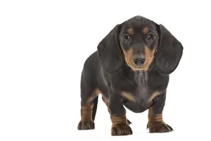 Smooth-haired Dachshund / Teckel - puppy in studio. Also know as Doxie / Doxies in the US