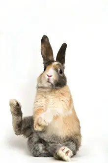 Smooth Haired Prints: Smooth-haired Dwarf Rabbit