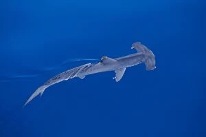 Smooth Hammerhead Shark - from Above