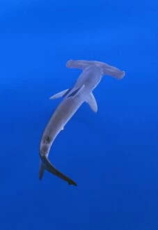 Images Dated 2nd February 2012: Smooth Hammerhead Shark - underwater
