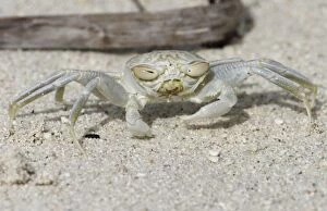 Images Dated 20th February 2006: Smooth-handed Ghost Crab with horizontal eyes. So called because it largely lacks the ridges