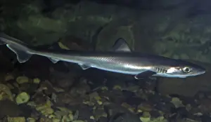 Smooth Hound Dogfish (juvenile) - coasts North East Atlantic, Mediterranean