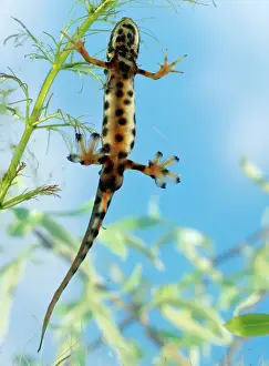 Smooth Newt