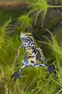 Reptiles & Amphibians Collection: Smooth Newt - breeding male - Italy